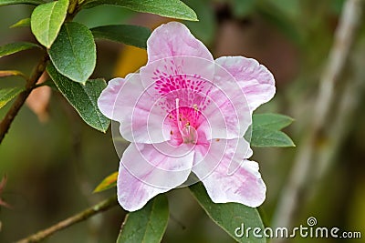 Beautiful pink George Taber Azalea flower in garden at Fraserâ€™s Hill, Malaysia, South east Asia Stock Photo